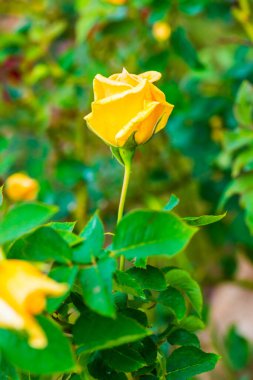 Bhubing 4 Gül veya Sarı ve Pembe Gül Bahçede, Tayland.