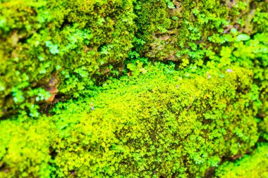 Tayland 'daki Ulusal Park' ta yeşil yosun geçmişi.