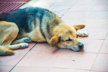 Tayland sosisi seramik zeminde, Tayland.