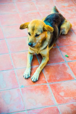 Tayland sosisi seramik zeminde, Tayland.