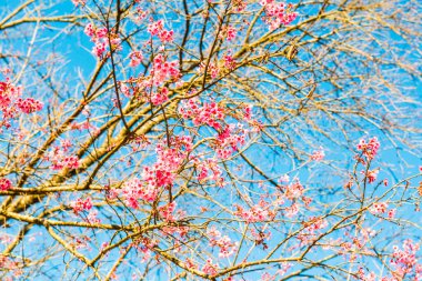 Chiangmai Eyaleti, Tayland 'daki Kiraz Çiçeği Parkı