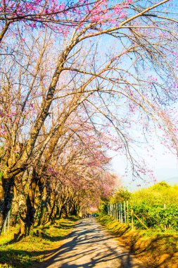 Chiangmai Eyaleti, Tayland 'daki Kiraz Çiçeği Parkı