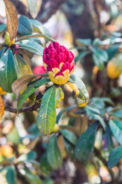 Genç Rhododendron arboreum çiçeği Doi Inthanon Ulusal Parkı, Tayland