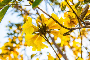 Cüce Altın Trompet çiçek Tayland, Tayland