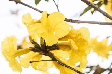 Cüce Altın Trompet çiçek Tayland, Tayland
