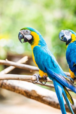 Tayland 'daki şubede mavi ve altın makavı