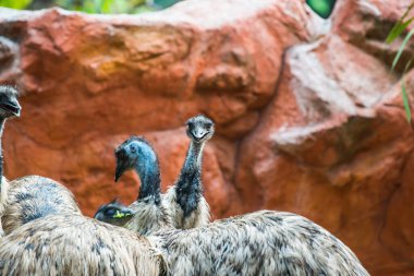 Emu Kuşunun Portresi, Tayland