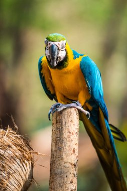 Tayland 'daki şubede mavi ve altın makavı