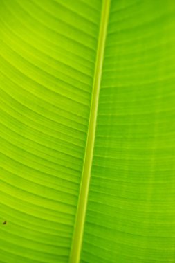 Muz yaprağı arka planı, Tayland