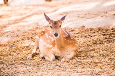 Benekli geyik portresi, Tayland