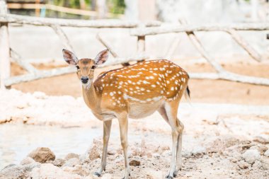 Benekli geyik portresi, Tayland