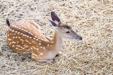 Benekli geyik portresi, Tayland