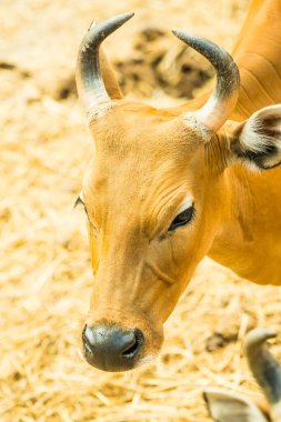 Banteng, Tayland 'ın Baş Fotoğrafı
