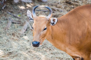 Banteng, Tayland Portresi