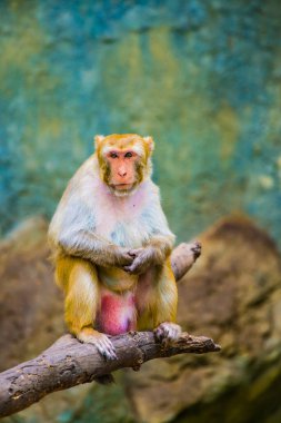 Rhesus Macaque 'ın Portresi, Tayland