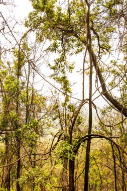 Dağdaki ağaçlar, Tayland.