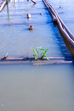 Bambu Kwan Phayao Gölü, Phayao ili.