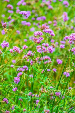 Tayland 'da Verbena çiçekleri.