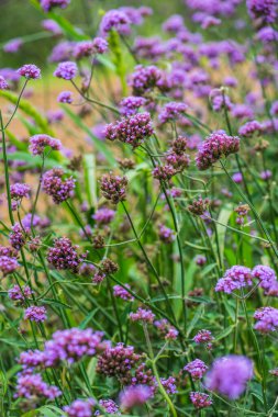 Tayland 'da Verbena çiçekleri.