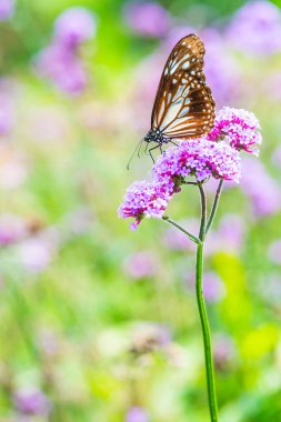 Tayland 'da kelebekli verbena çiçekleri.