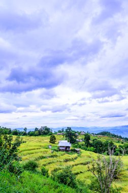 Pa Bong Piang Rice Terraces at Chiang Mai Province, Thailand.