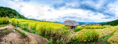 Panorama View of Pa Bong Piang Rice Terraces at Chiang Mai Province, Thailand.