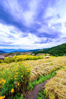 Pa Bong Piang Rice Terraces at Chiang Mai Province, Thailand.