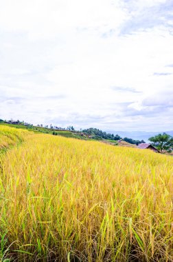 Pa Bong Piang Rice Terraces at Chiang Mai Province, Thailand.