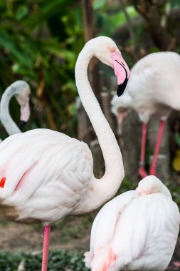Beyaz flamingo, Tayland 'a yakın.