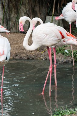 Büyük Flamingo 'nun Portresi, Tayland