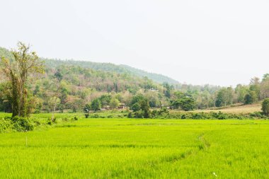 Tayland 'ın doğal manzarası