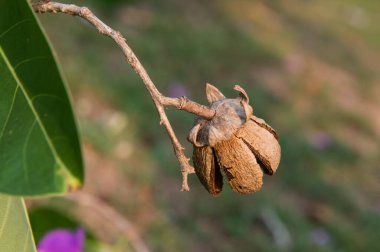Lagerstroemia Specosa ağacının kuru meyvesi, Tayland