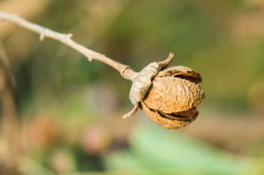 Lagerstroemia Specosa ağacının kuru meyvesi, Tayland