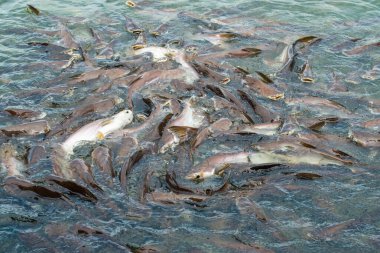 Tayland 'da, göl kenarındaki canlı köpekbalığı balıklarına yaklaş.