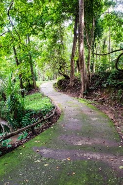 Tayland 'da milli parkta yürüyüş