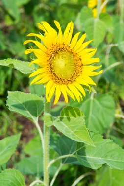 Tarlada güzel bir ayçiçeği, Tayland.