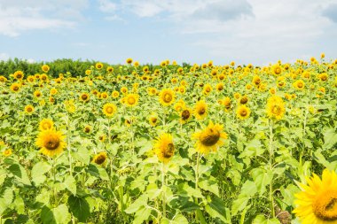Tarlada güzel bir ayçiçeği, Tayland.