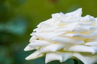 Beyaz gül, Tayland 'a yakın..