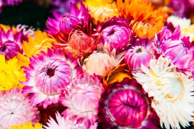 Taze Hasır Çiçeğinin Arkaplanı, Tayland.