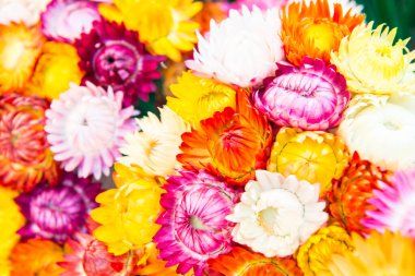 Taze Hasır Çiçeğinin Arkaplanı, Tayland.