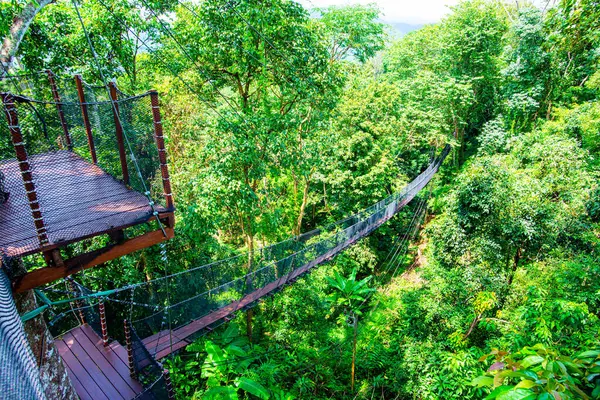 Mae Fah Luang Bahçesinde Ağaç Tepesi Yürüyüşü, Chiang Rai.