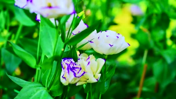 Flores Lisianthus Blancas Jardín — Vídeo de stock