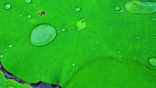 Vattendroppar Lotusblad Och Lotusfrukt — Stockvideo