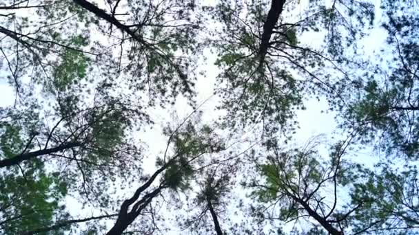 Tree Tops Sky Pine Tree Garden Chiang Mai Province Thailand — Stock Video