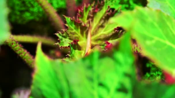 位于泰国清迈的一个凉爽的花园里 海棠的叶子和苔藓丛生的岩石 — 图库视频影像