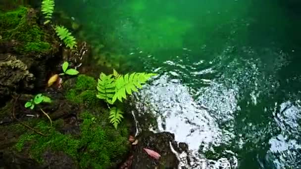 Fluye Agua Verde Clara Rocas Musgosas Jardín Con Sombra Provincia — Vídeo de stock