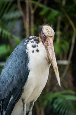 Tayland 'ın Küçük Yardımcısı' nın Portresi
