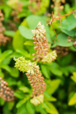 Bahçede taze fesleğen çiçeği, Tayland