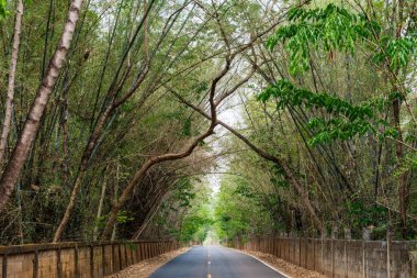 Yolu olan ağaç tüneli, Tayland