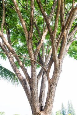 Bahçedeki ağaç, Tayland